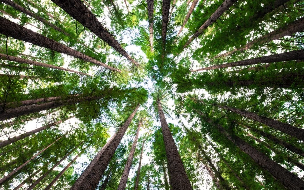 Empresa de Ingeniería Forestal - Estudios