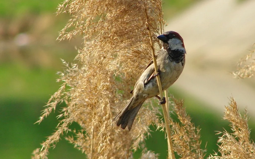 INVENTARIOS DE FLORA Y FAUNA Empresa Ambiental Consultoría Medioambiental Madrid 