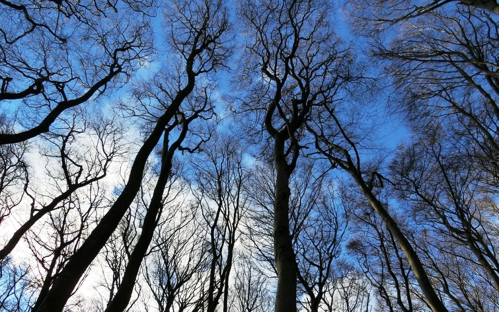 PROYECTOS DE FORESTACIÓN DE TIERRAS AGRÍCOLAS