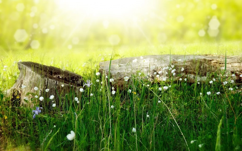 EL INFORME DE SOSTENIBILIDAD AMBIENTAL Empresa Consultoría Medio Ambiente Madrid Evaluacion de Impacto Ambiental