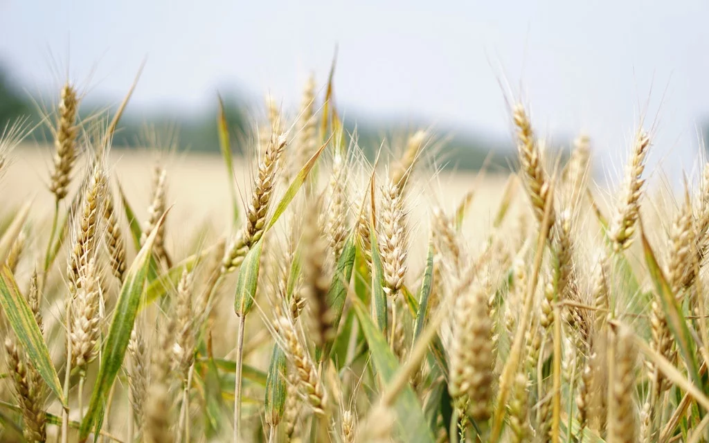 AGRICULTURA SOSTENIBLE Y ECOLÓGICA Empresa Consultoría Medio Ambiente Madrid