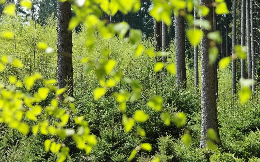 PLAZOS DE TRAMITACIÓN EN LA EVALUACIÓN AMBIENTAL