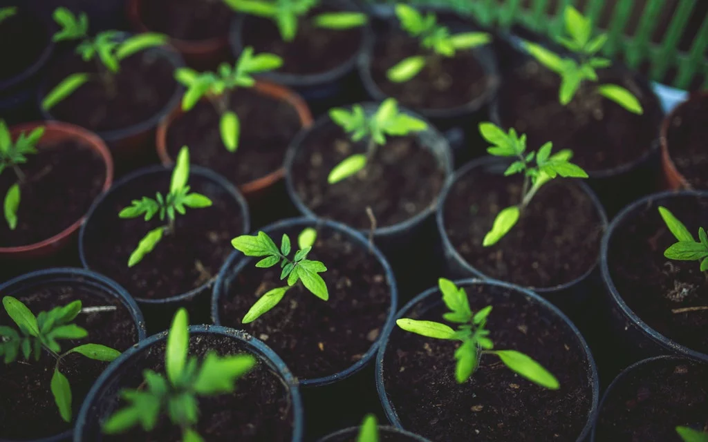 PROYECTOS DE INDUSTRIA AGROALIMENTARIA Empresa Consultoría Medio Ambiente Madrid