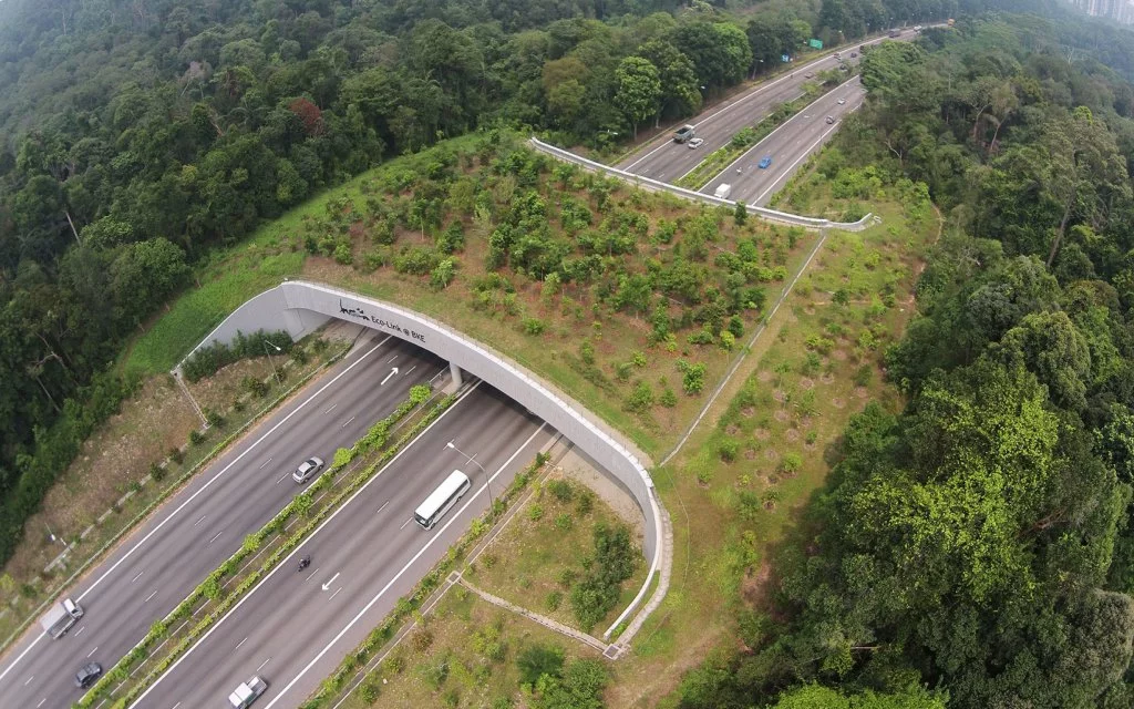 Pasos de Fauna e Infraestructuras Empresa Ambiental Consultoría Medio Ambiente Madrid 