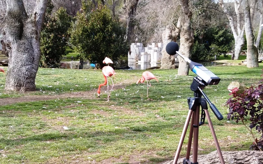 medicion ruidos flamencos medicion ruidos flamentos
