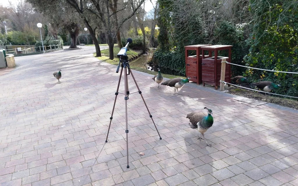 Medidas acusticas pavos reales