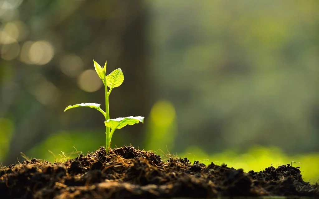 INFORME PRELIMINAR DE SUELOS 2 INFORME PRELIMINAR DE SUELOS Empresa de Ingeniería y Consultoría Ambiental en la Comunidad de Madrid