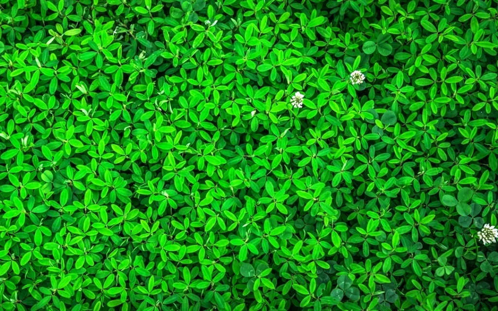 NORMAS ISO 14001 NORMAS ISO 14001 EMPRESA CONSULTORIA