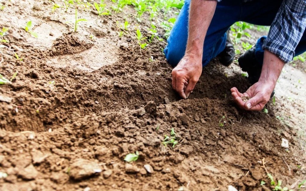 estudios_edafologicos_2 estudios edafologicos