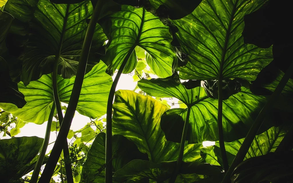 6 EVALUACION AMBIENTAL ESTRATEGICA DOCUMENTO DE INICIO DOCUMENTO DE INICIO PLANES Y PROGRAMAS Empresa Consultoría Medio Ambiente Madrid Evaluacion de Impacto Ambiental