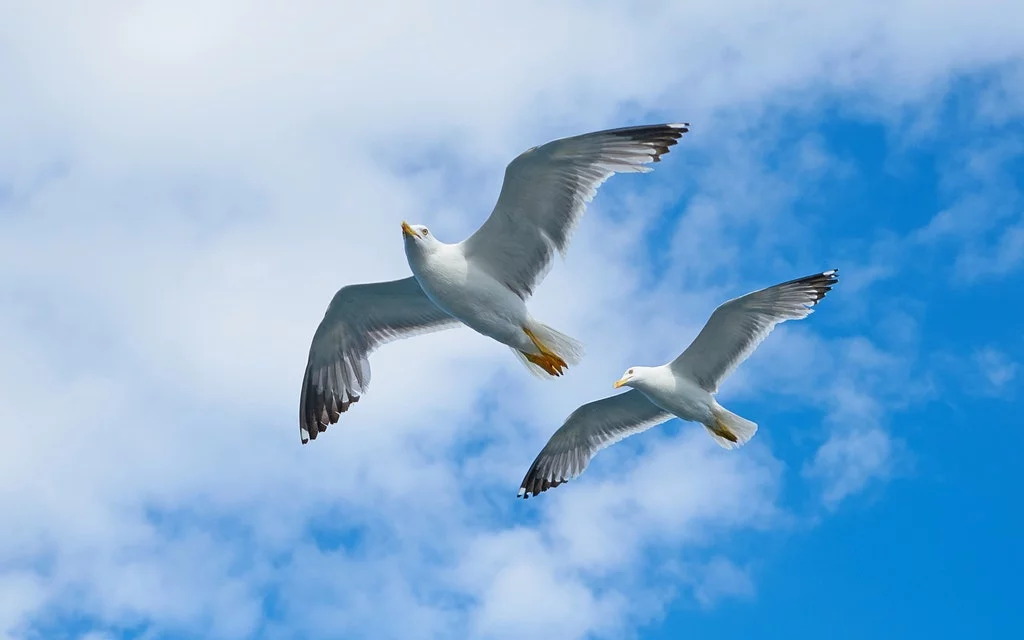 ENLACES DE ECOLOGIA OUTSOURCING EN MEDIO AMBIENTE