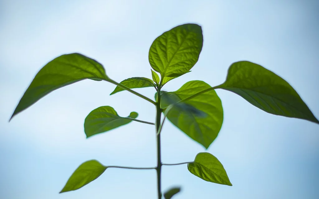 IDENTIFICACIÓN Y VALORACIÓN DE IMPACTOS AMBIENTALES