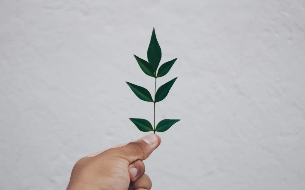 ¿DE QUÉ PARTES CONSTA LOS ESTUDIOS DE IMPACTO AMBIENTAL?