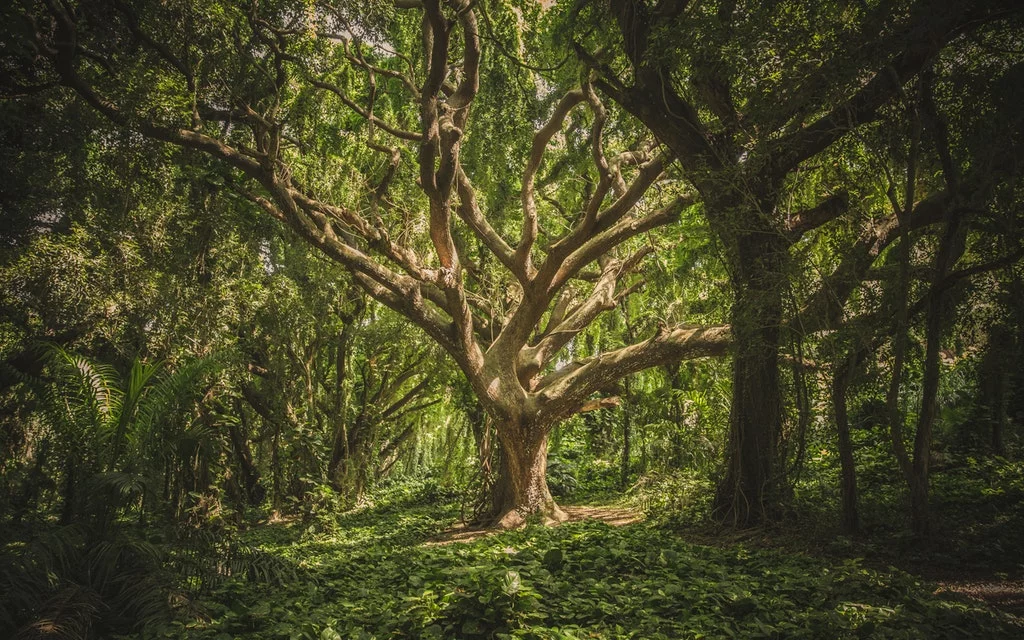 GARANTÍA FINANCIERA OBLIGATORIA Responsabilidad Medioambiental 7 GARANTÍA FINANCIERA OBLIGATORIA RESPONSABILIDAD MEDIOAMBIENTAL Empresa Ambiental Consultoría Medio Ambiente Madrid